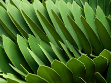 Green Palm Leaf (Zamia Furfuracea L.f.) ,cardboard Palm