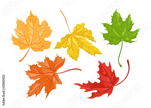Fotografía Set of autumn colored maple leaves isolated on white background