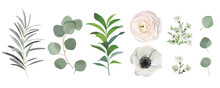 Set Of Watercolor Leaves, Anemone Ranunculus Flowers, Eucalyptus Branches. Design Elements For Patterns, Wreath, Laurels And Compositions, Greeting Cards, Wedding Invitations. Floral Design Concept