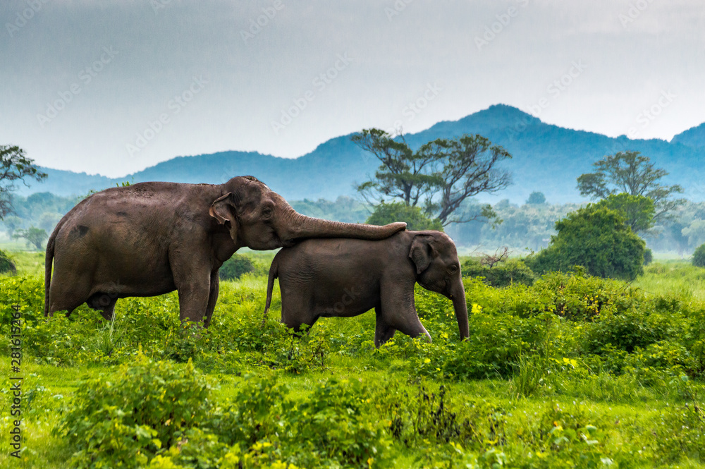 Elephants, Minneriya National Park, Sri Lanka. - obrazy, fototapety, plakaty 