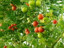 多くの色鮮やかなトマトの果実が実る