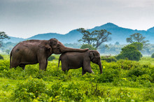 Elephants, Minneriya National Park, Sri Lanka.