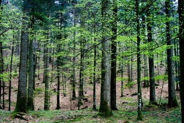 Naklejka na meble trees in the forest