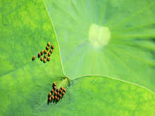 Egg Of Stinkbug On Lotus Leaf