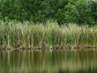 © srckomkrit - Lesser reedmace ( Bulrush,Cattail,Elephant grass,Reedmace tule ) in the pond with water reflection
