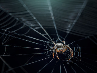 spider on a web