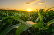 Young green corn growing on the field at sunset time near Pannonhalma, Hungary