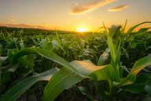 Young Green Corn Growing On The Field At Sunset Time Near Pannonhalma, Hungary