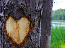 Heart Or Love Sign Cutted In The Bark Of A Tree Near A Lake In Gatineau, Quebec