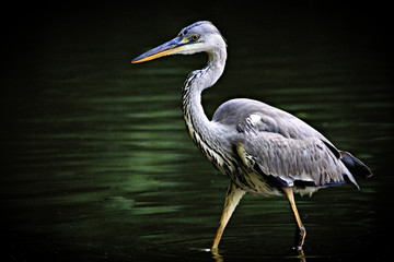 Wall Mural - Heron