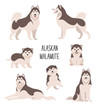 Alaskan malamute. Vector illustration of cartoon cute dogs and puppies in various poses. Isolated on white.