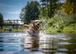 Dog running in the water
