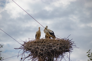 Birds storks in the nest on the electric pole