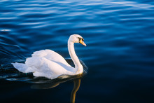 Graceful White Swan Swimming In Blue Water