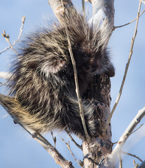 porcupine in a tree