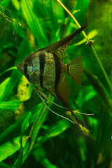 Wall Mural - Angelfish freshwater angelfish (Pterophyllum scalare).