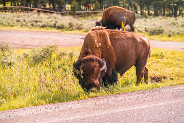 Bison