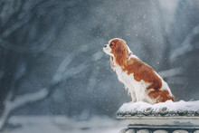 Cavalier King Charles Spaniel For A Walk In Winter