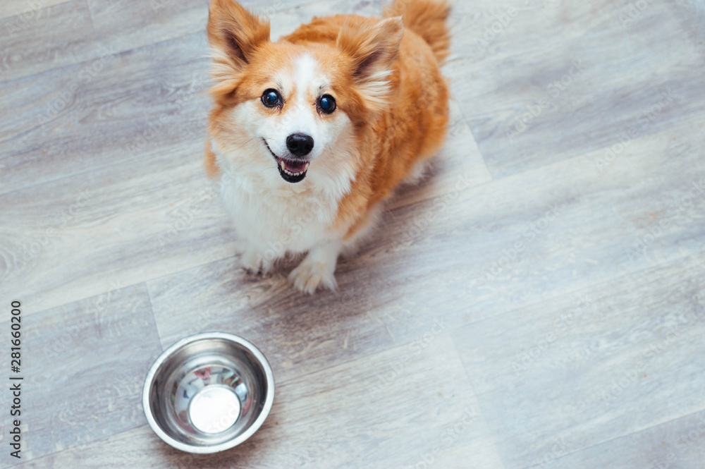 happy happy dog is waiting for food at an empty bowl in the kitchen. Dog diet concept - obrazy, fototapety, plakaty 