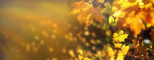 Orange, Yellow Maple Leaves Background. Golden Autumn Concept. Sunny Day, Warm Weather. Banner With Light Bokeh. Banner
