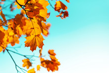 Autumn Yellow Leaves On Blue Sky Background. Golden Autumn Concept. Sunny Day, Warm Weather.
