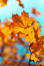 Golden Autumn Concept With Copy Space. Sunny Day, Warm Weather. Autumn Yellow Leaves On Blue Sky Background.