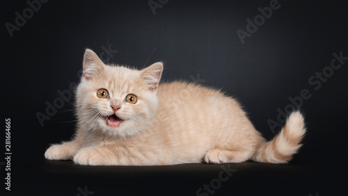 Cute Creme British Shorthair Kitten Laying Downside Ways Looking