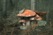 Three mushroom on moss in forest. Autumn forest mushrooms scene.