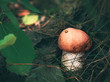 Autumn forest mushrooms scene.