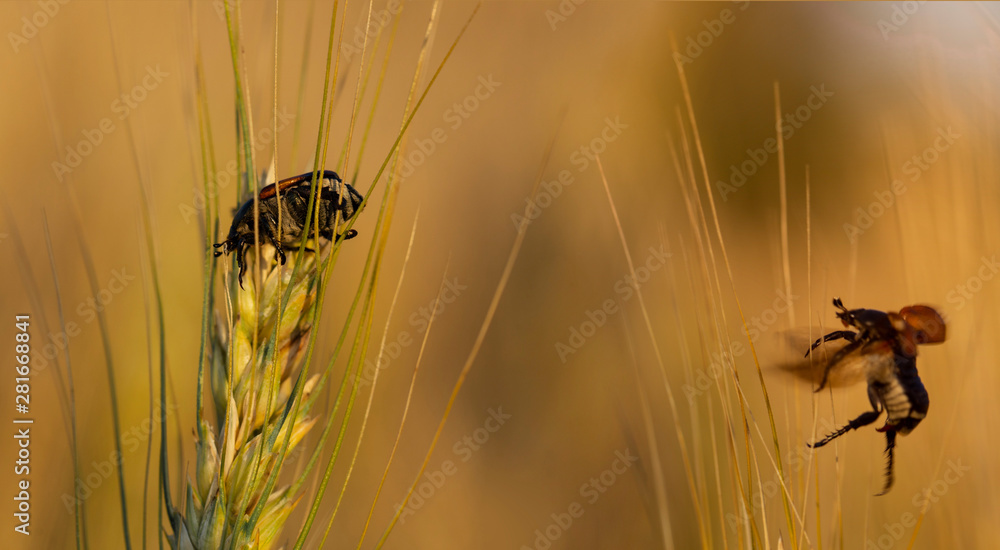 The process of breeding insects. The cockchafer, colloquially called ...