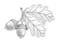 Drawn Oak Leaves And Acorns. Sketch Of Autumn  Plants. Graphics