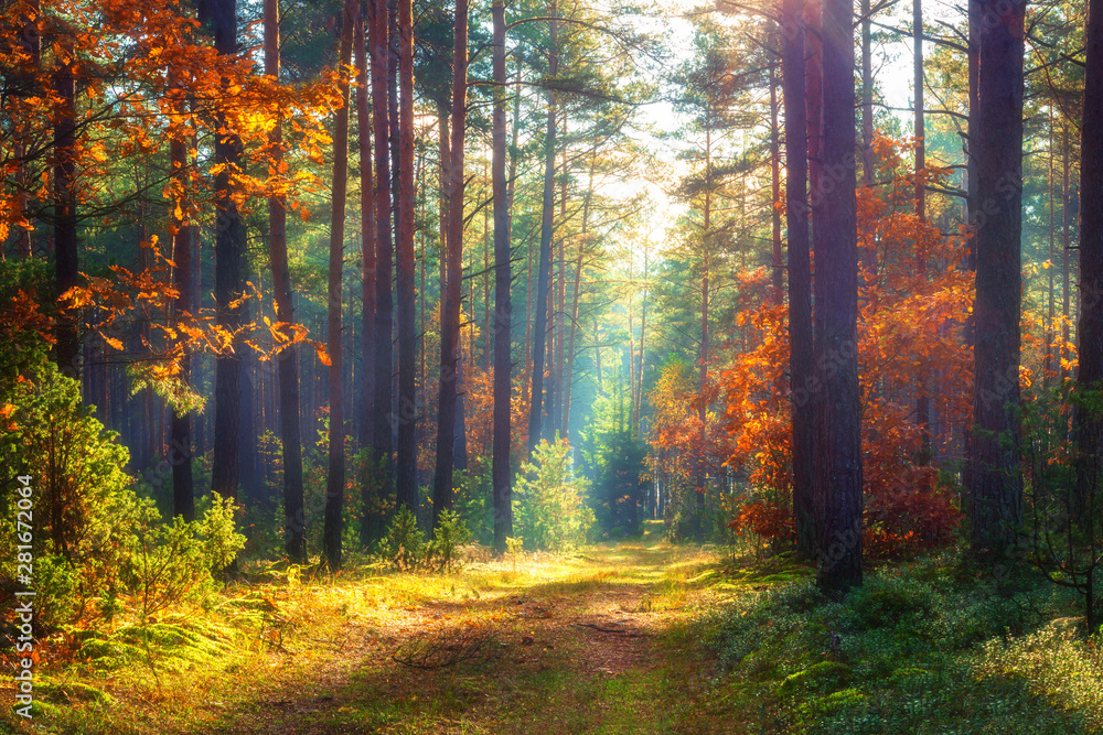 Photo Stock Autumn nature landscape. Sunny autumn forest. Beautiful colorful trees in woodland | Adobe Stock Photo Stock Autumn nature landscape. Sunny autumn forest. Beautiful colorful trees in woodland | Adobe Stock