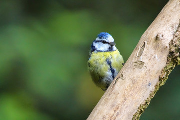 Sticker - bluetit