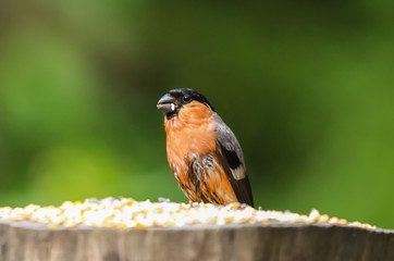 Canvas Print - bullfinch