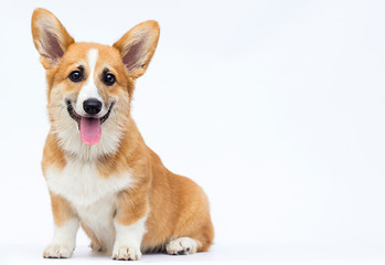 Wall Mural - little puppy sits and looks, breed welsh corgi pembroke