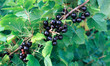 Blackcurrant bush. Branch with large blackcurrant berries.