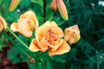 Lily. Flowering lilies with gently orange flowers in summer garden.Close-up.