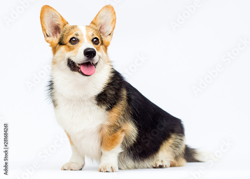 tricolor corgi