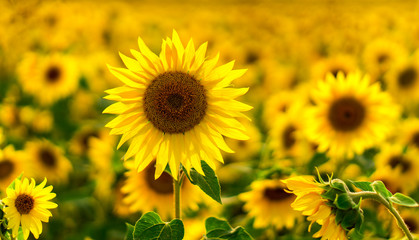 Sunflower Field in the sunset