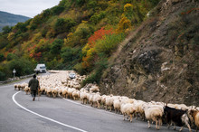 Shepherd Is Herding Herd Of Sheep Along Georgian Military Road, Zhinvali Village, Mtskheta-Mtianeti, Georgia