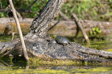 Sticker - The painted turtle (Chrysemys picta) is native turtle of north america