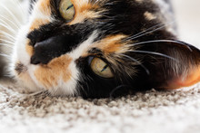  Macro Of Golden Cat Eye, Black, Orange, And White Short Hair Calico Cat, Tortoise Shell Kitty On Ground