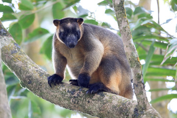 Lumholtz's tree-kangaroo (Dendrolagus lumholtzi)  rests high in a tree Queensland, Australia