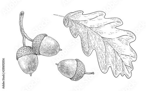 Fotografía Drawn oak leaf and acorns. Sketch of autumn plants. Graphics