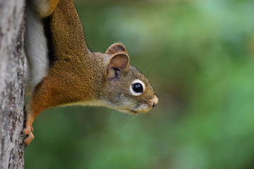 Wall Mural - American Red Squirrel