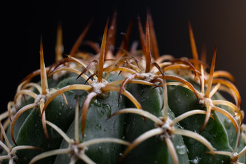 Cactus with spikes on black background.