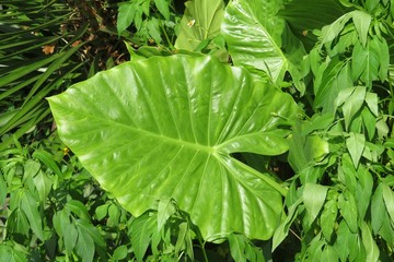 Beautiful big alocasia leaf in Florida nature, closeup