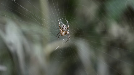 spider web