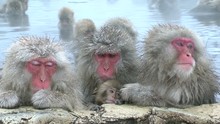 Japanese Macaques In Water