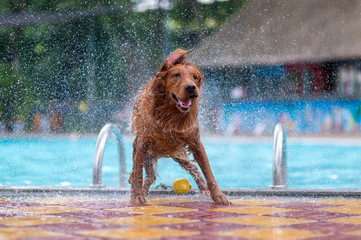 Wall Mural - Golden Retriever playing in the pool